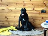 Cane Corso Yavrulari Mama Ve Malzeme Kampanyali