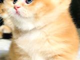 A Kalite Bri̇ti̇sh Shorthai̇r Golden  Yavrular