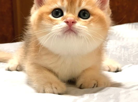 A Kalite Bri̇ti̇sh Shorthai̇r Golden  Yavrular görsel