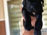 Cane Corso Yavrulari Mama Ve Malzeme Kampanyali