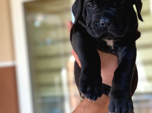 Cane Corso Yavrulari Mama Ve Malzeme Kampanyali görsel