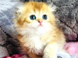 A Kalite Bri̇ti̇sh Shorthai̇r Golden  Yavrular