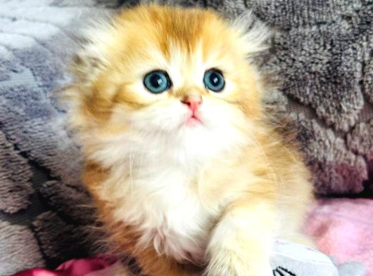 A Kalite Bri̇ti̇sh Shorthai̇r Golden  Yavrular görsel