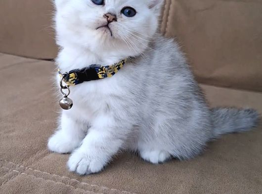 Kalite Tesadüf Değil Tercihtir görsel
