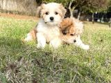 Sıfır Numara Morkie Yavrular