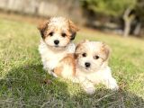 Sıfır Numara Morkie Yavrular