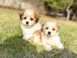 Sıfır numara morkie Yavrular