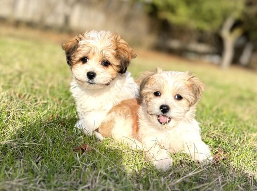 Sıfır Numara Morkie Yavrular