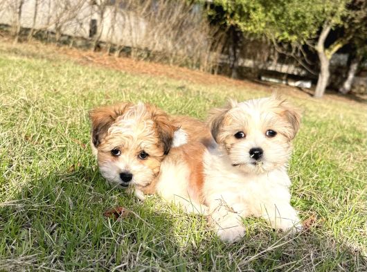 Sıfır Numara Morkie Yavrular görsel