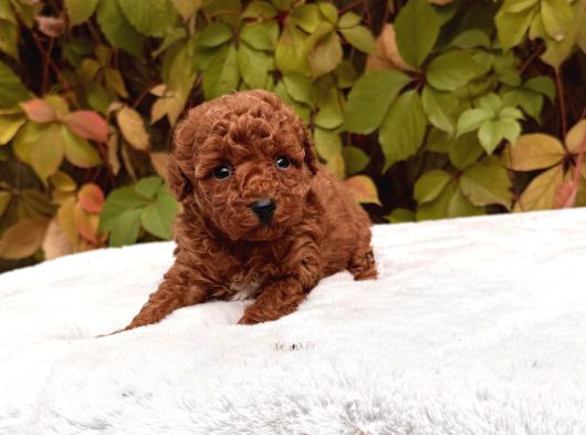 Red Brown Mini Toy Poodle görsel