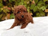 Red Brown Mini Toy Poodle