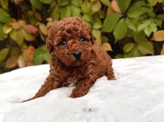 Red Brown Mini Toy Poodle