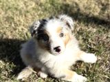 Blue Merle Avustralya Çoban Köpeği