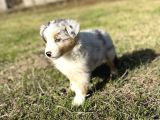 Blue Merle Avustralya Çoban Köpeği