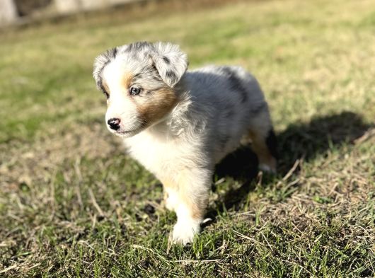 Blue Merle Avustralya Çoban Köpeği görsel