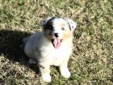 Blue merle avustralya çoban köpeği