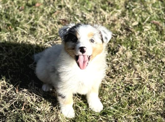 Blue Merle Avustralya Çoban Köpeği