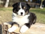 Avustralya Çoban Köpeği Aussie Yavrular