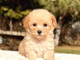 Teacup Apricot Maltipoo Yavru