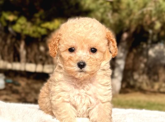 Teacup Apricot Maltipoo Yavru görsel