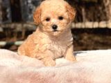 Teacup apricot Maltipoo Yavru