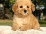 Mini Boy Maltipoo Yavrular