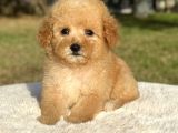 Mini boy Maltipoo Yavrular