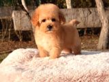 Mini Boy Maltipoo Yavrular