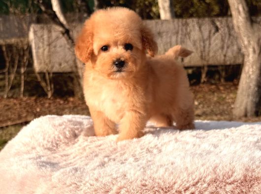 Mini Boy Maltipoo Yavrular görsel