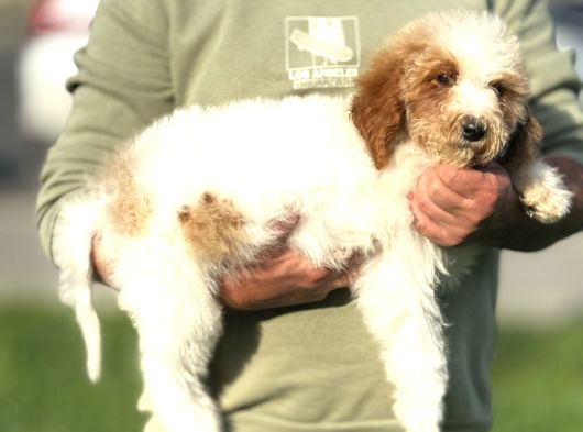 Labradoodle Dev Boy Dizayn Irk Bebekler En Özel Renk görsel