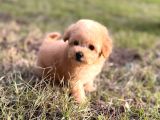 Teacup Maltipoo Yavruları