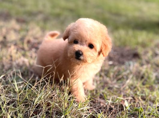 Teacup Maltipoo Yavruları