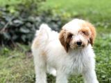 Labradoodle Dev Boy Dizayn Irk Bebekler EN ÖZEL RENK