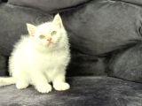 Kar Beyaz Bri̇ti̇sh Shorthai̇r Bebeği̇mi̇z