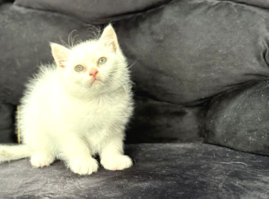 Kar Beyaz Bri̇ti̇sh Shorthai̇r Bebeği̇mi̇z görsel