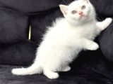 KAR BEYAZ BRİTİSH SHORTHAİR BEBEĞİMİZ