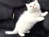 Kar Beyaz Bri̇ti̇sh Shorthai̇r Bebeği̇mi̇z