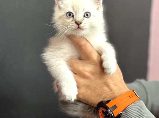 Blue Poi̇nt Mavi̇ Göz Bri̇ti̇sh Yavrumuz görsel