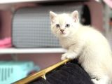 Blue Poi̇nt Mavi̇ Göz Bri̇ti̇sh Yavrumuz