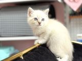 BLUE POİNT MAVİ GÖZ BRİTİSH YAVRUMUZ