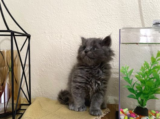 2 Tane Longhair Blue Dişi görsel