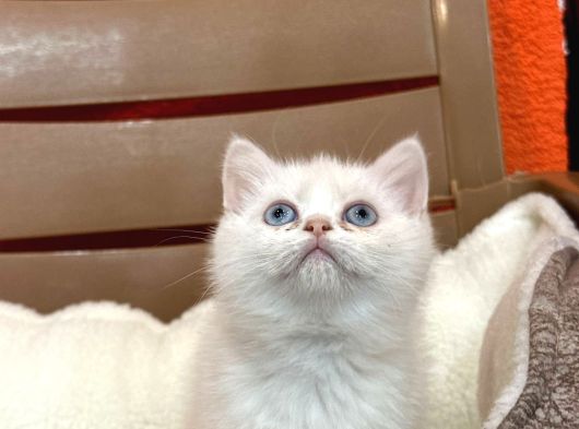 Beyaz Shorthair Bebekler görsel