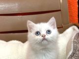 Beyaz Shorthair BEBEKLER