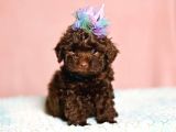 Özel Renk Chocolate Brown Toy Poodle
