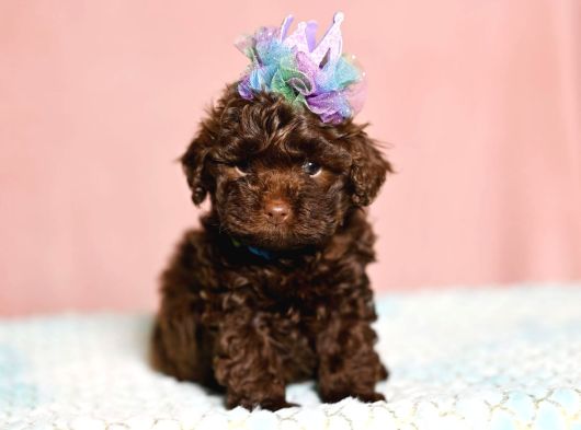 Özel Renk Chocolate Brown Toy Poodle görsel