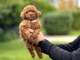 RED BROWN KORE POODLE BEBEĞİMİZ