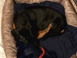 2 Aylik Doberman Yavrumuz