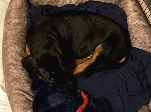 2 Aylik Doberman Yavrumuz görsel