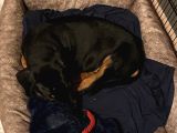 2 Aylik Doberman Yavrumuz