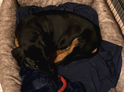 2 Aylik Doberman Yavrumuz görsel